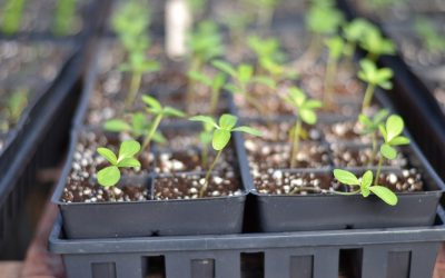 Conseils pour déterrer et réimplanter des plantes dans votre jardin